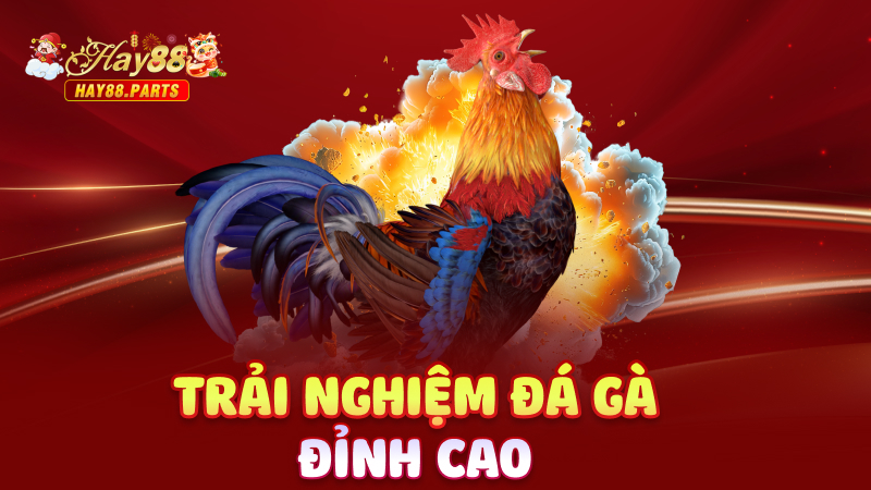 Trải nghiệm đá gà đỉnh cao